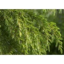 Cedro Dell'Himalaya "Cedrus Deodara" Pianta In Vaso 11 Cm -Negozio al dettaglio Evergreen 11196007 3