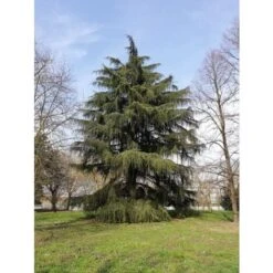 Cedro Dell'Himalaya "Cedrus Deodara" Pianta In Vaso 11 Cm -Negozio al dettaglio Evergreen 11196007 4