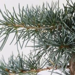 Cedro Dell'Himalaya "Cedrus Deodara" Pianta In Vaso 11 Cm -Negozio al dettaglio Evergreen 11196007 5