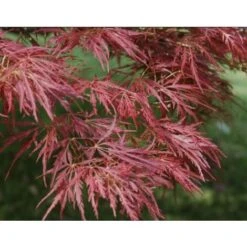 Acero Rosso Giapponese "Acer Palmatum Dissectum Atropurpureum Stella Rossa" In Vaso 18 Cm