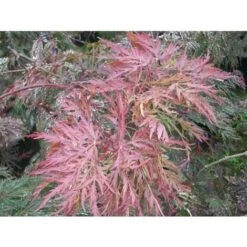 Acero Rosso Giapponese "Acer Palmatum Dissectum Atropurpureum Stella Rossa" In Vaso 18 Cm -Negozio al dettaglio Evergreen 11196104 3
