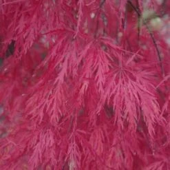 Acero Rosso Giapponese "Acer Palmatum Dissectum Atropurpureum Stella Rossa" In Vaso 18 Cm -Negozio al dettaglio Evergreen 11196104 4