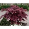 Acero Rosso Giapponese "Acer Palmatum Bloodgood" In Vaso 24 Cm