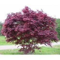 Acero Rosso Giapponese "Acer Palmatum Bloodgood" In Vaso 24 Cm -Negozio al dettaglio Evergreen 11196130 3