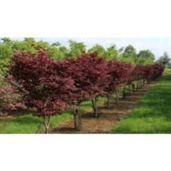 Acero Rosso Giapponese "Acer Palmatum Bloodgood" In Vaso 24 Cm -Negozio al dettaglio Evergreen 11196130 5