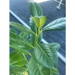 Lauroceraso "Prunus Laurocerasus" Pianta Da Siepe In Vaso H. 80/100 Cm -Negozio al dettaglio Evergreen 11430672 5