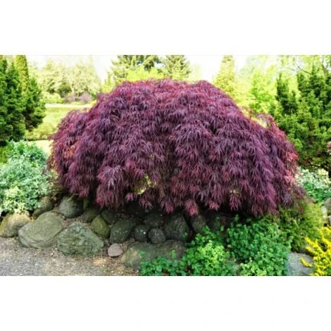 Acero Rosso Giapponese "Acer Palmatum Dissectum Garnet" Pianta In Vaso 18 Cm 1 Acero Rosso Giapponese "Acer Palmatum Dissectum Garnet" Pianta In Vaso 18 Cm