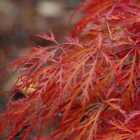 Acero Rosso Giapponese "Acer Palmatum Dissectum Garnet" Pianta In Vaso 18 Cm 2 Acero Rosso Giapponese "Acer Palmatum Dissectum Garnet" Pianta In Vaso 18 Cm - immagine 2