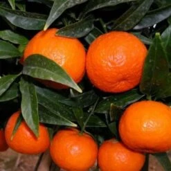 Mandarino Clementino "Citrus X Clementina" Pianta In Vaso Agrumi Di Sicilia -Negozio al dettaglio Evergreen 11430685 3