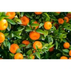 Mandarino Clementino "Citrus X Clementina" Pianta In Vaso Agrumi Di Sicilia -Negozio al dettaglio Evergreen 11430685 5