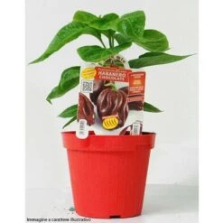 1 PIANTA IN VASO Ø 14CM PEPERONCINO PICCANTE TRINIDAD SCORPION CHOCOLATE ORTOMIO -Negozio al dettaglio Evergreen 11600860 3