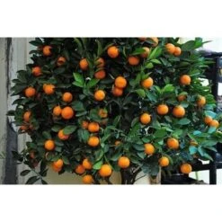 Pianta Di Mandarino Mandarini Agrumi Di Sicilia In Fitocella -Negozio al dettaglio Evergreen 11939236 4