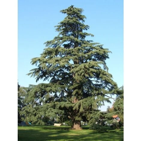 Cedro Dell'Himalaya "Cedrus Deodara" Pianta In Vaso 17 Cm H. 50/70 Cm 1 Cedro Dell'Himalaya "Cedrus Deodara" Pianta In Vaso 17 Cm H. 50/70 Cm