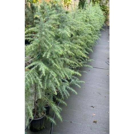 Cedro Dell'Himalaya "Cedrus Deodara" Pianta In Vaso 17 Cm H. 50/70 Cm 2 Cedro Dell'Himalaya "Cedrus Deodara" Pianta In Vaso 17 Cm H. 50/70 Cm - immagine 2