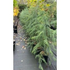 Cedro Dell'Himalaya "Cedrus Deodara" Pianta In Vaso 17 Cm H. 50/70 Cm 7 Cedro Dell'Himalaya "Cedrus Deodara" Pianta In Vaso 17 Cm H. 50/70 Cm -Negozio al dettaglio Evergreen 12213204 3