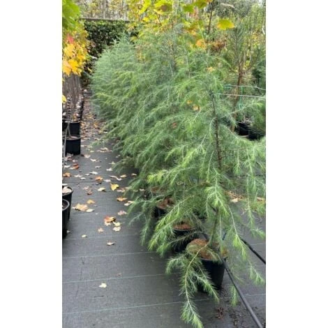 Cedro Dell'Himalaya "Cedrus Deodara" Pianta In Vaso 17 Cm H. 50/70 Cm 3 Cedro Dell'Himalaya "Cedrus Deodara" Pianta In Vaso 17 Cm H. 50/70 Cm - immagine 3