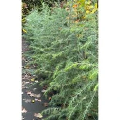 Cedro Dell'Himalaya "Cedrus Deodara" Pianta In Vaso 17 Cm H. 50/70 Cm 8 Cedro Dell'Himalaya "Cedrus Deodara" Pianta In Vaso 17 Cm H. 50/70 Cm -Negozio al dettaglio Evergreen 12213204 4