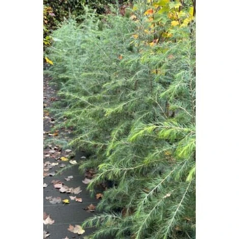 Cedro Dell'Himalaya "Cedrus Deodara" Pianta In Vaso 17 Cm H. 50/70 Cm 4 Cedro Dell'Himalaya "Cedrus Deodara" Pianta In Vaso 17 Cm H. 50/70 Cm - immagine 4