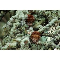 Cedro Dell'Himalaya "Cedrus Deodara" Pianta In Vaso 17 Cm H. 50/70 Cm 9 Cedro Dell'Himalaya "Cedrus Deodara" Pianta In Vaso 17 Cm H. 50/70 Cm -Negozio al dettaglio Evergreen 12213204 5