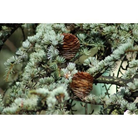 Cedro Dell'Himalaya "Cedrus Deodara" Pianta In Vaso 17 Cm H. 50/70 Cm 5 Cedro Dell'Himalaya "Cedrus Deodara" Pianta In Vaso 17 Cm H. 50/70 Cm - immagine 5