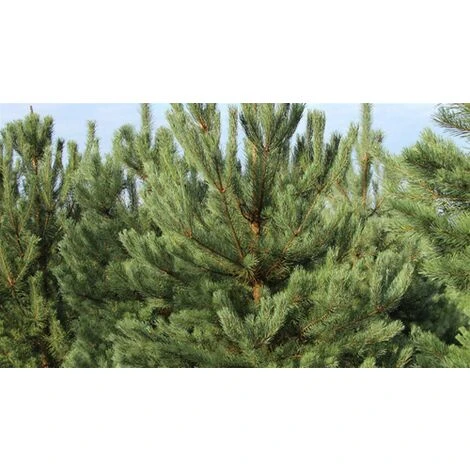 Pino Silvestre Prebonsai "Pinus Sylvestris" Pianta A Cespuglio In Vaso 13 Cm 2 Pino Silvestre Prebonsai "Pinus Sylvestris" Pianta A Cespuglio In Vaso 13 Cm - immagine 2