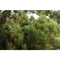 Pino Silvestre Prebonsai "Pinus Sylvestris" Pianta A Cespuglio In Vaso 13 Cm 8 Pino Silvestre Prebonsai "Pinus Sylvestris" Pianta A Cespuglio In Vaso 13 Cm -Negozio al dettaglio Evergreen 12213216 4