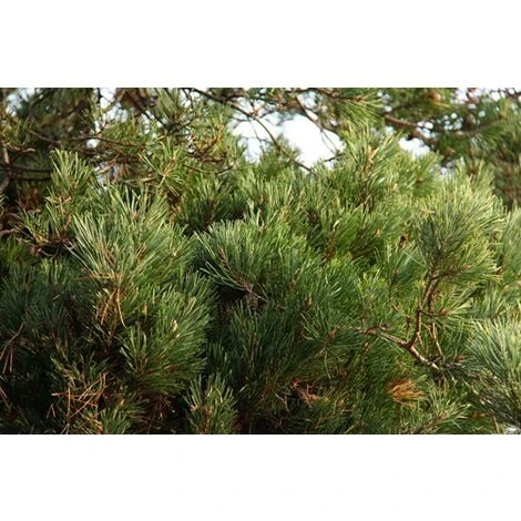 Pino Silvestre Prebonsai "Pinus Sylvestris" Pianta A Cespuglio In Vaso 13 Cm 4 Pino Silvestre Prebonsai "Pinus Sylvestris" Pianta A Cespuglio In Vaso 13 Cm - immagine 4