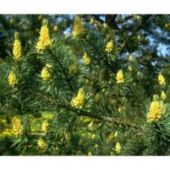 Pino Silvestre Prebonsai "Pinus Sylvestris" Pianta A Cespuglio In Vaso 13 Cm 9 Pino Silvestre Prebonsai "Pinus Sylvestris" Pianta A Cespuglio In Vaso 13 Cm -Negozio al dettaglio Evergreen 12213216 5