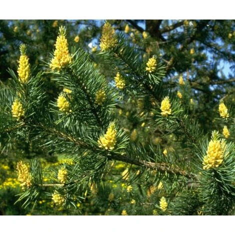 Pino Silvestre Prebonsai "Pinus Sylvestris" Pianta A Cespuglio In Vaso 13 Cm 5 Pino Silvestre Prebonsai "Pinus Sylvestris" Pianta A Cespuglio In Vaso 13 Cm - immagine 5