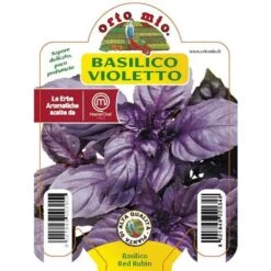 3 PIANTE IN VASO Ø10CM DI BASILICO VIOLETTO RED RUBIN ORTOMIO Orto Giardino
