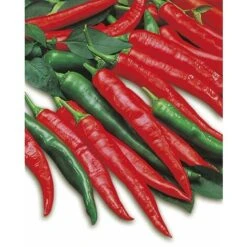 3 PIANTE IN VASO Ø10CM DI PEPERONE ROMITAL PICCANTE LUNGO ORTOMIO ORTO