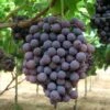 Uva Da Tavola Nera "Francese"