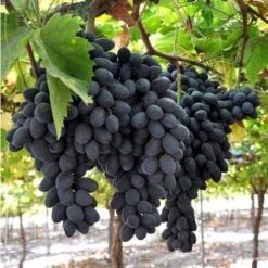 Uva Da Tavola Nera "Pizzutello"