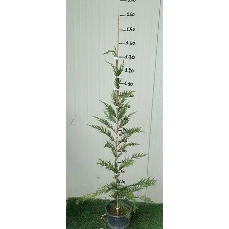 Cipresso Leylandii (Cupressocyparis Leylandii) Vaso 20cm H 130 Cm 2 Cipresso Leylandii (Cupressocyparis Leylandii) Vaso 20cm H 130 Cm - immagine 2