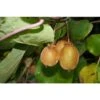 Kiwi Actinidia Chinensis Autofertile Vaso 18cm H 150cm