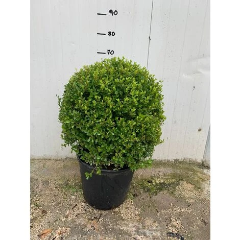 PIANTA DI BUXUS BOSSO A PALLA 1 PIANTA DI BUXUS BOSSO A PALLA