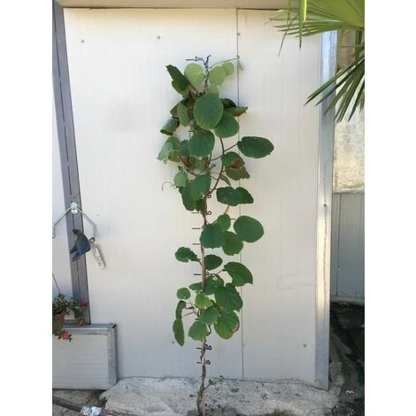 Pianta Di Kiwi Actinidia Hayward Femmina H 160 Cm 3 Pianta Di Kiwi Actinidia Hayward Femmina H 160 Cm - immagine 3