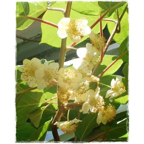 Pianta Di Kiwi Hayward - Impollinatore Maschio 2 Pianta Di Kiwi Hayward - Impollinatore Maschio - immagine 2