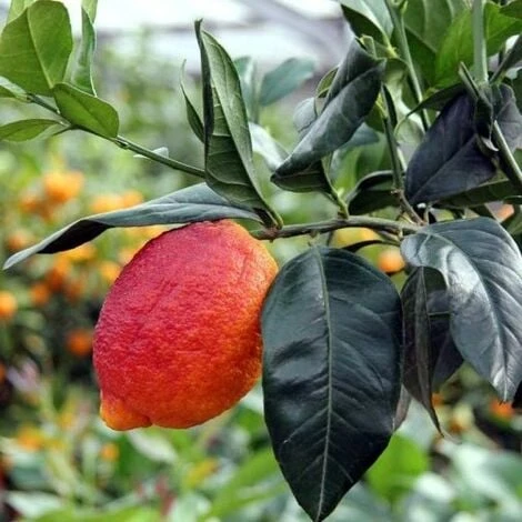 Pianta Di Limone Rosso Vaso 24 2 Pianta Di Limone Rosso Vaso 24 - immagine 2