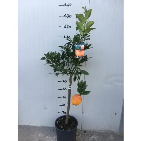 Pianta Di Limone Rosso Vaso 24 3 Pianta Di Limone Rosso Vaso 24 - immagine 3