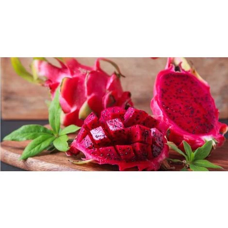 Pianta Di Pitaya Frutto Del Drago Polpa Rossa 1 Pianta Di Pitaya Frutto Del Drago Polpa Rossa