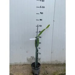 Pianta Di Pitaya Frutto Del Drago Polpa Rossa 5 Pianta Di Pitaya Frutto Del Drago Polpa Rossa -Negozio al dettaglio Evergreen 16626624 3