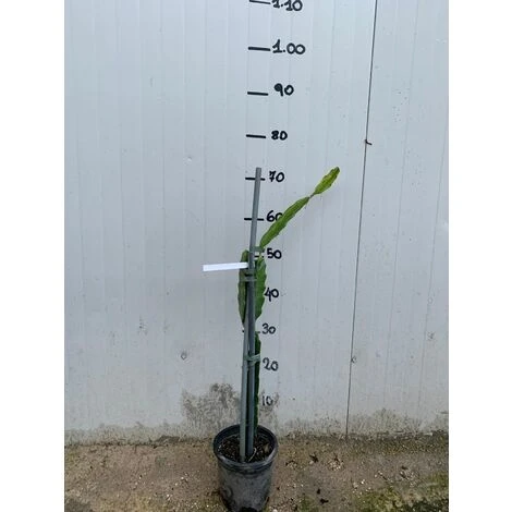 Pianta Di Pitaya Frutto Del Drago Polpa Rossa 3 Pianta Di Pitaya Frutto Del Drago Polpa Rossa - immagine 3