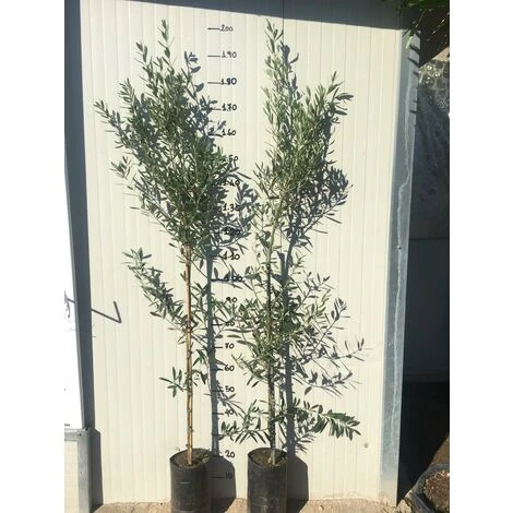 Pianta Di Ulivo Ascolana 2 Pianta Di Ulivo Ascolana - immagine 2