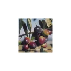 Pianta Di Ulivo Leccino