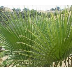 Washingtonia Filifera Vaso 24cm -Negozio al dettaglio Evergreen 16626685 3
