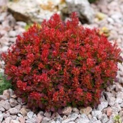 Berberis Thunbergii "Lutin Rouge"
