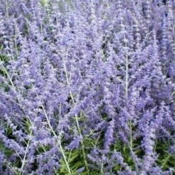 Pianta Perovskia In Vario Formato - Piante Da Giardino 18