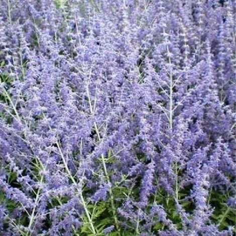 Pianta Perovskia In Vario Formato - Piante Da Giardino 18 1 Pianta Perovskia In Vario Formato - Piante Da Giardino 18