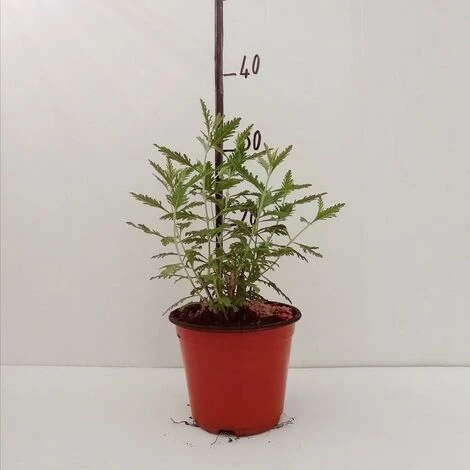 Pianta Perovskia In Vario Formato - Piante Da Giardino 18 2 Pianta Perovskia In Vario Formato - Piante Da Giardino 18 - immagine 2